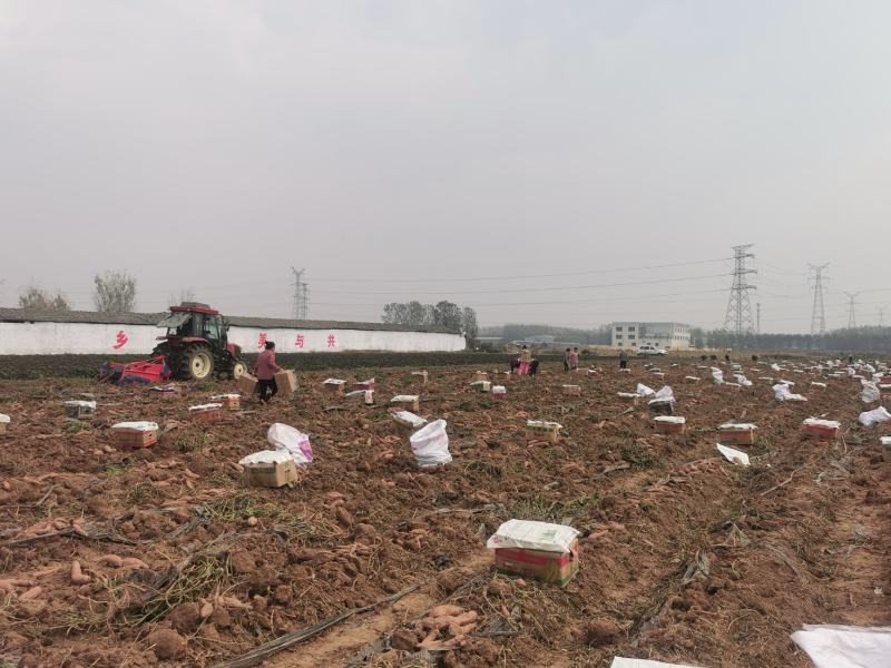 哈密红薯地瓜