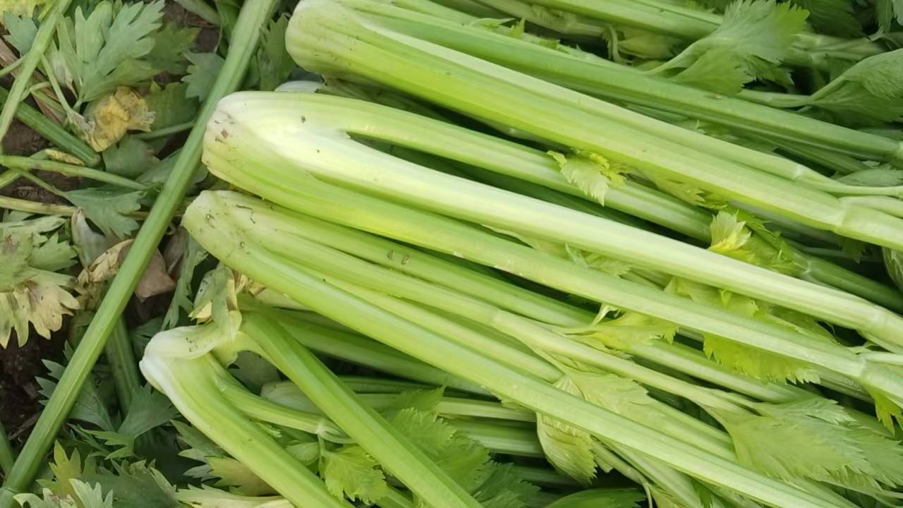 即食生菜品种展示