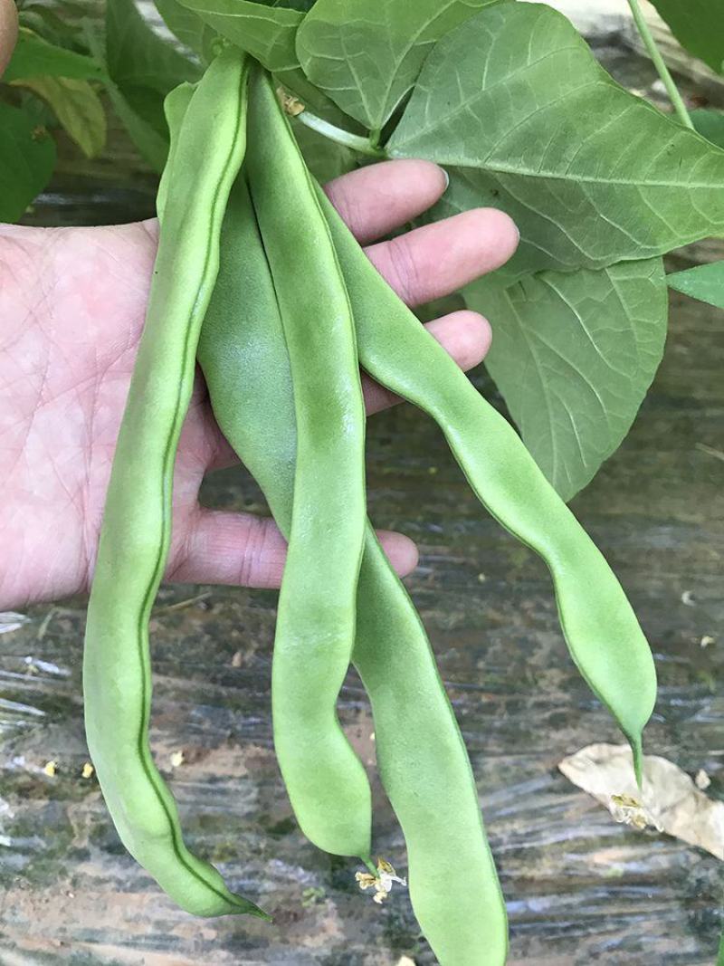 至尊华夏四扁豆角种子早熟型无纤维扁条高产基地四季种植豆角