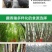 纯种藏香猪苗小猪仔幼崽散养种公猪怀孕母猪阉割公猪包活