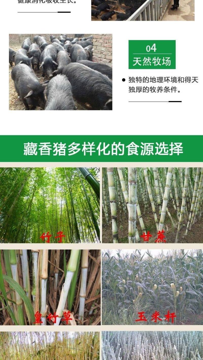 纯种藏香猪苗小猪仔幼崽散养种公猪怀孕母猪阉割公猪包活