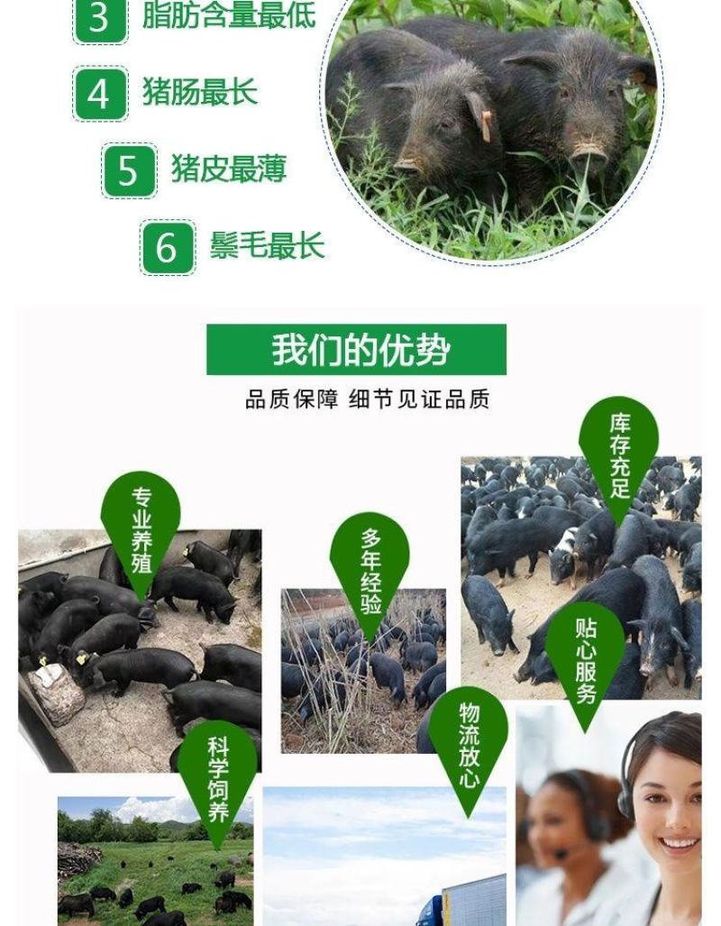 纯种藏香猪苗小猪仔幼崽散养种公猪怀孕母猪阉割公猪包活