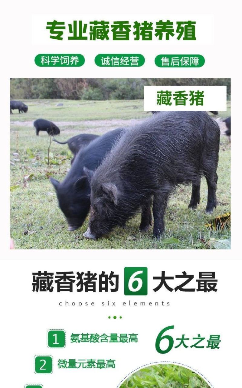 纯种藏香猪苗小猪仔幼崽散养种公猪怀孕母猪阉割公猪包活