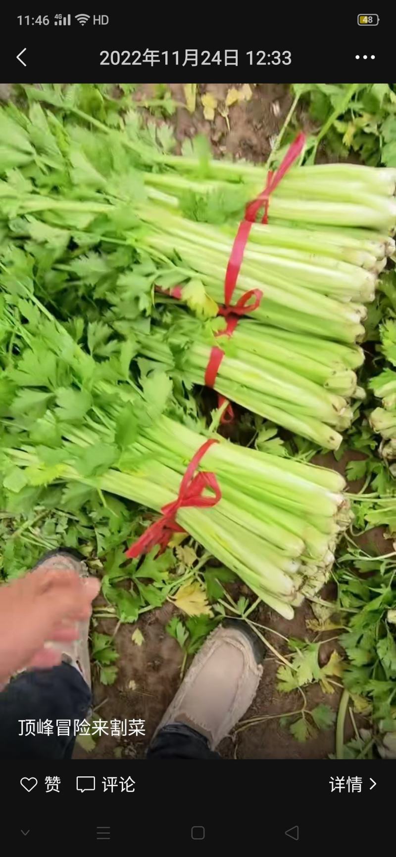 小棵西芹，根白，杆亮，颜色好，欢迎各地客商采购