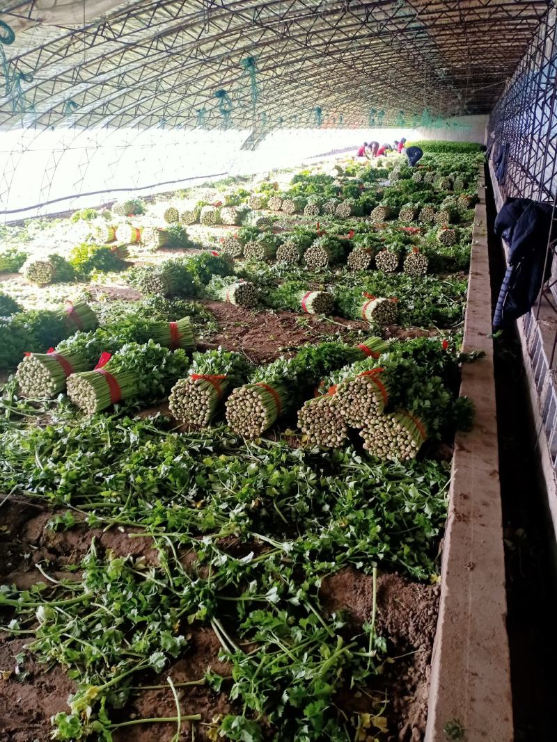小棵西芹，根白，杆亮，颜色好，欢迎各地客商采购