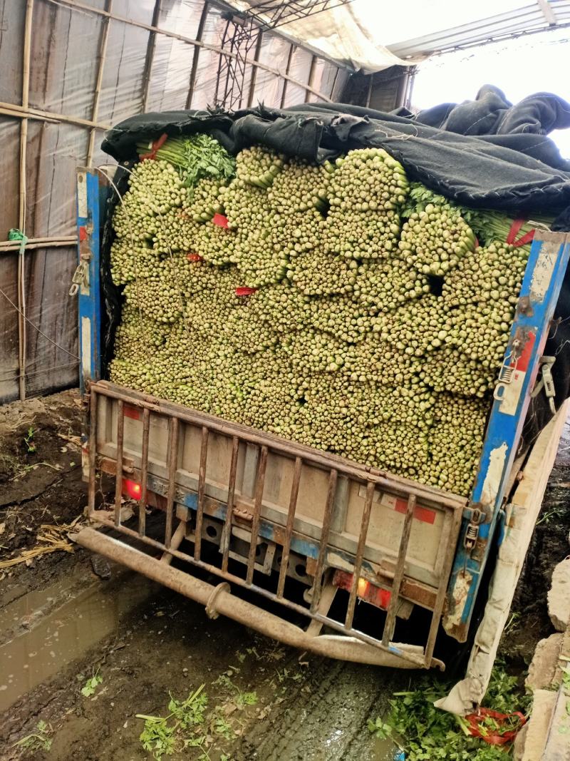 小棵西芹，根白，杆亮，颜色好，欢迎各地客商采购