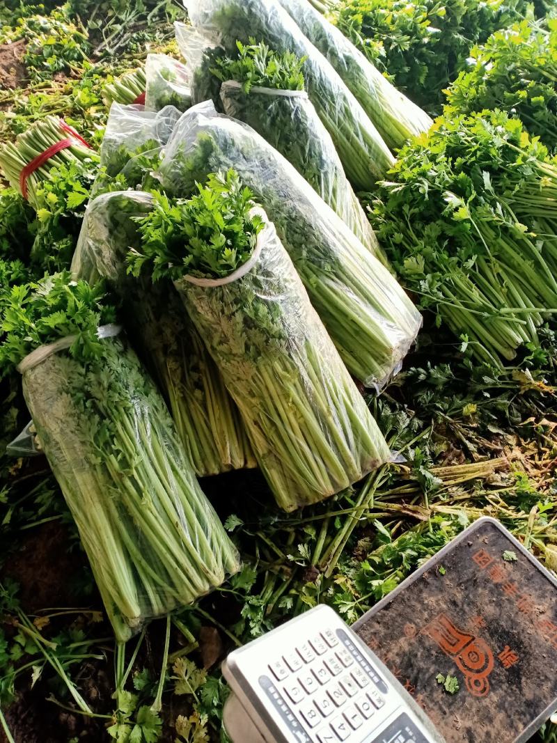 小棵西芹，根白，杆亮，颜色好，欢迎各地客商采购