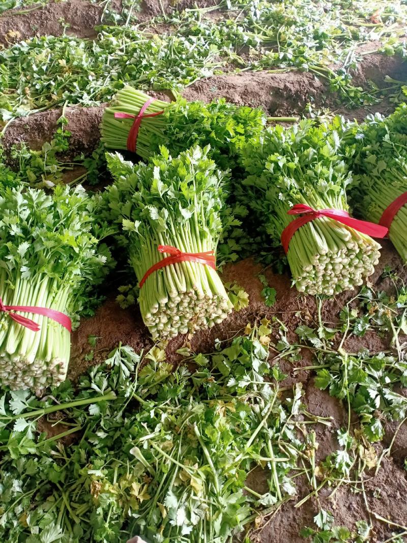 小棵西芹，根白，杆亮，颜色好，欢迎各地客商采购