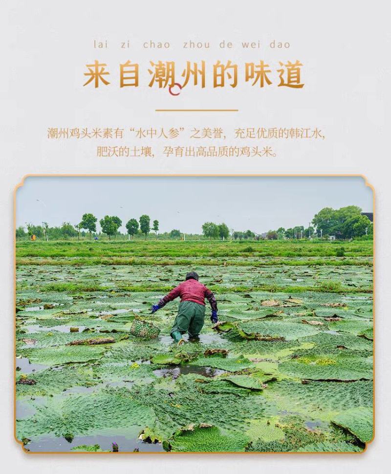 潮州东凤鸡头米2023新鲜芡实米真空包装锁鲜特级茨实5