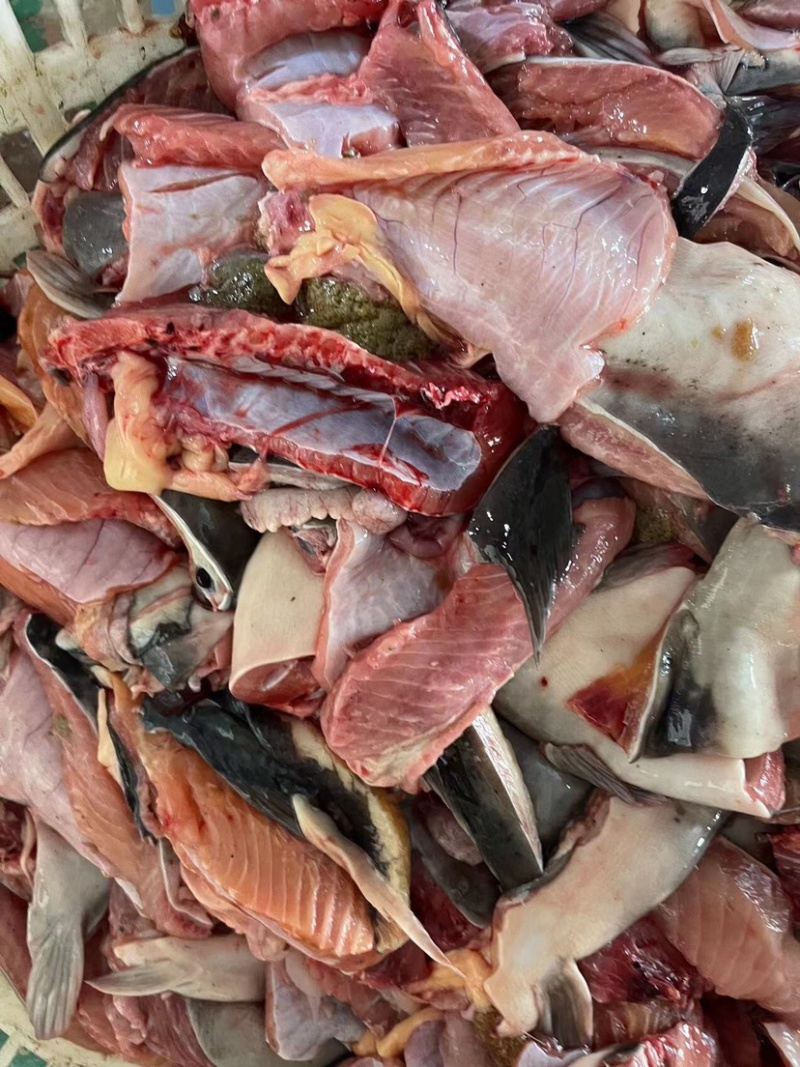 鱼腹肉