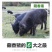 纯种散养藏香猪苗活猪小香猪仔山地散养黑猪幼崽种猪包活