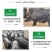 纯种散养藏香猪苗活猪小香猪仔山地散养黑猪幼崽种猪包活