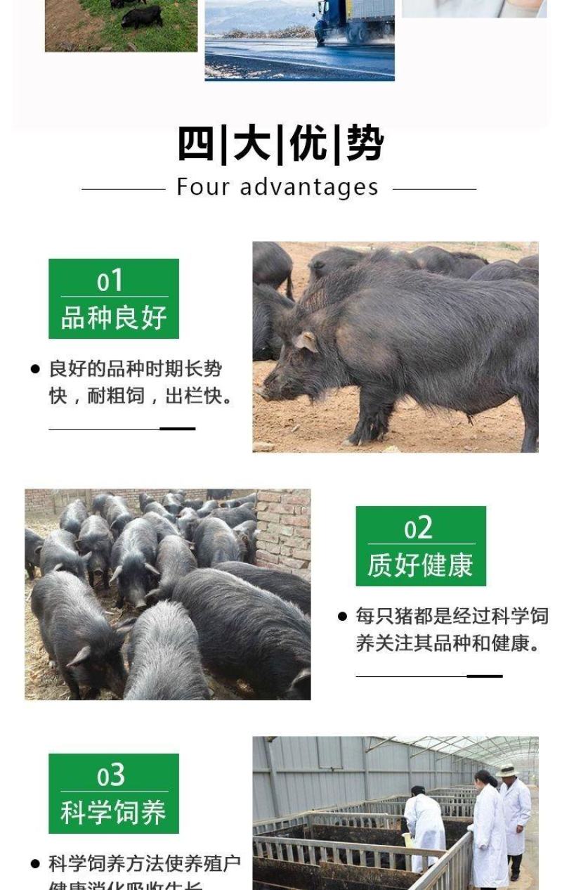 纯种散养藏香猪苗活猪小香猪仔山地散养黑猪幼崽种猪包活