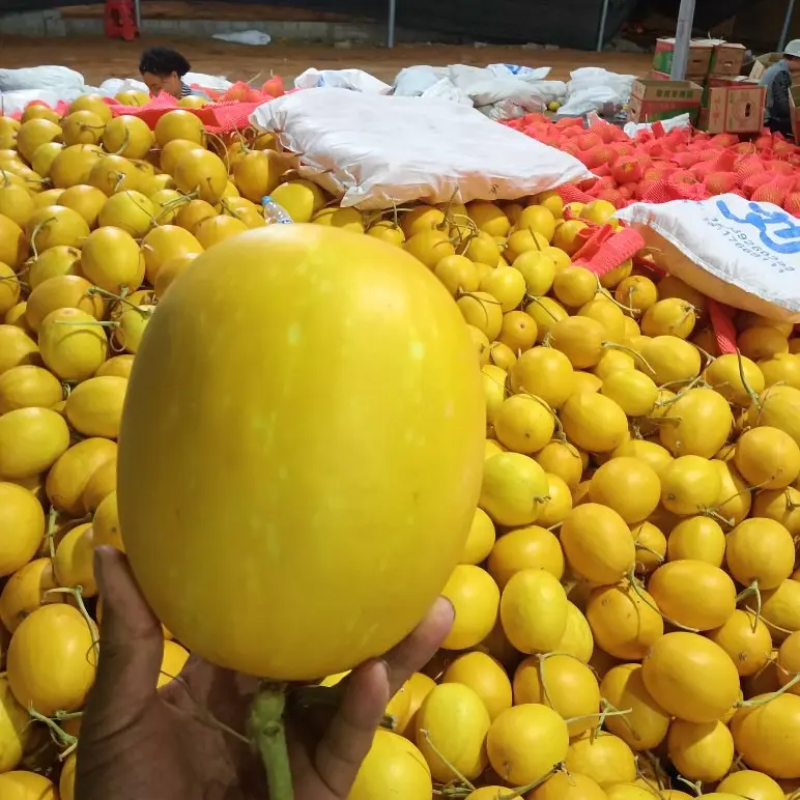 【精品甜瓜金香玉蜜瓜海南直发全国市场商超新鲜采摘电联优惠