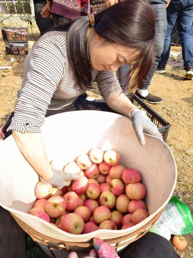 精品国光苹果