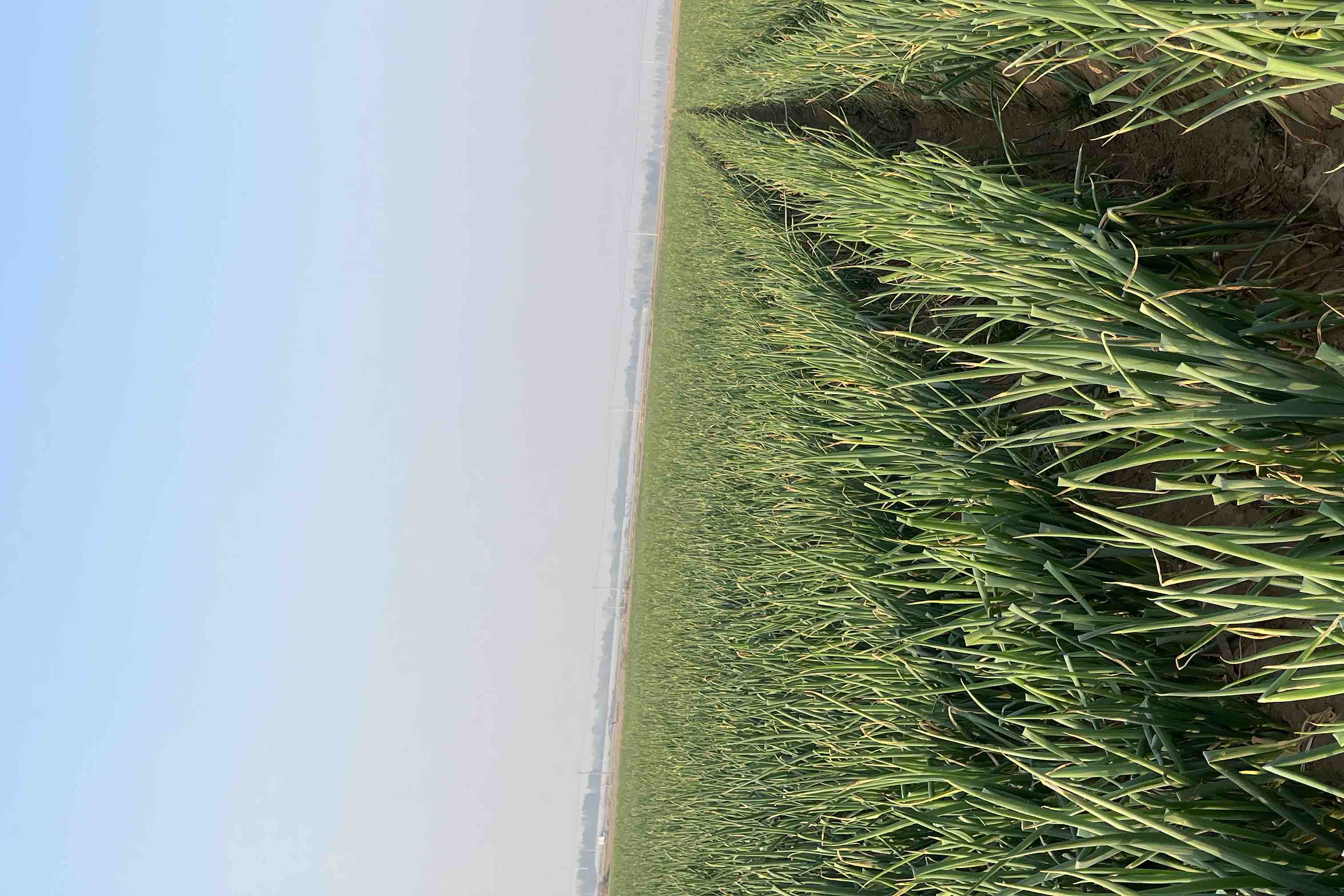 长白大葱特写,绿色葱叶与白色葱白分明,背景为东北农田 长白大葱特写,绿色葱叶与白色葱白分明,背景为东北农田