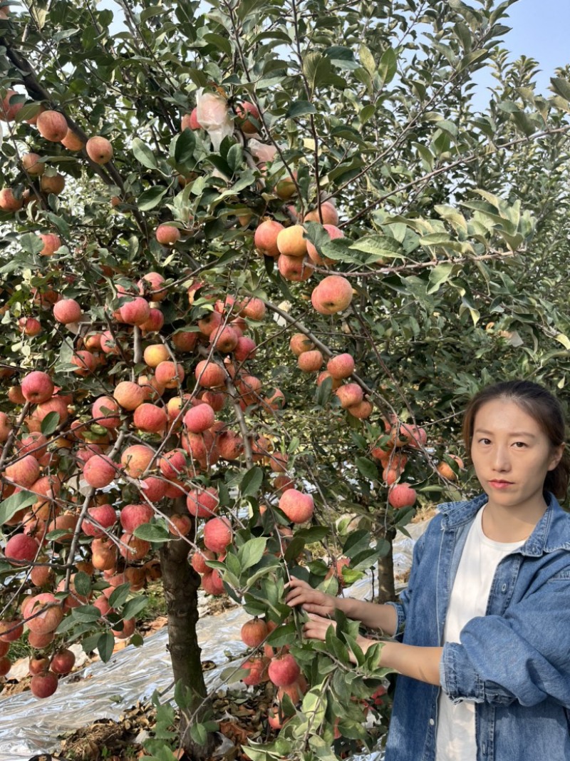 月香红思尼克嘎啦乐淇小苹果华硕条红富士苹果苗