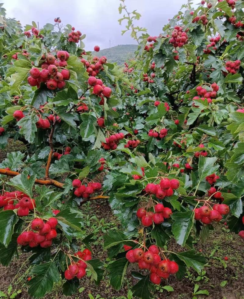 全品类山楂，原产地直发，山楂代办，产地直发，大量现货