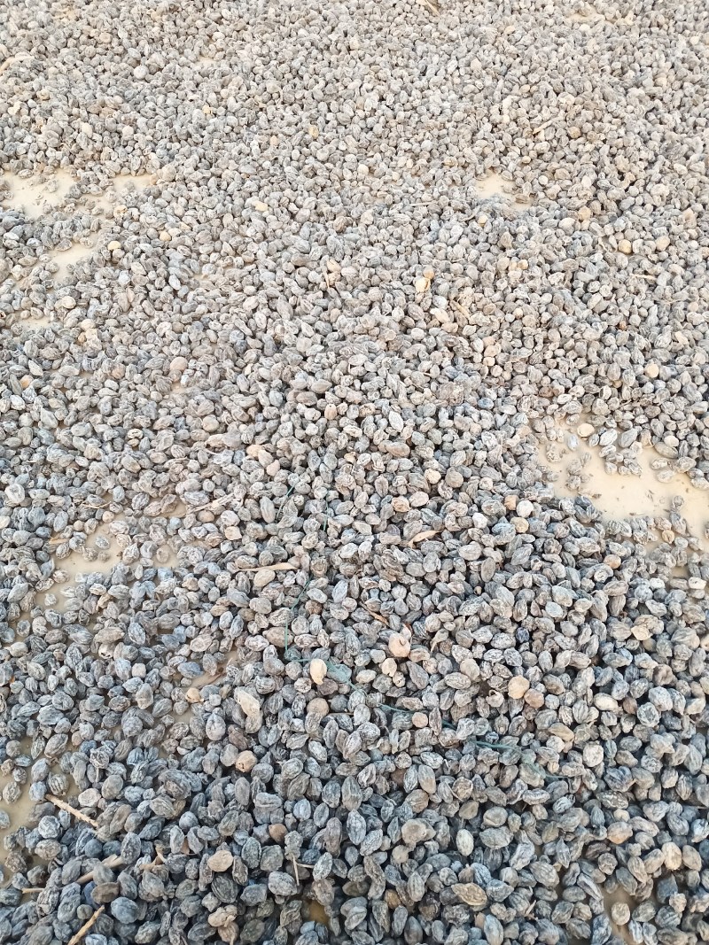 益智仁