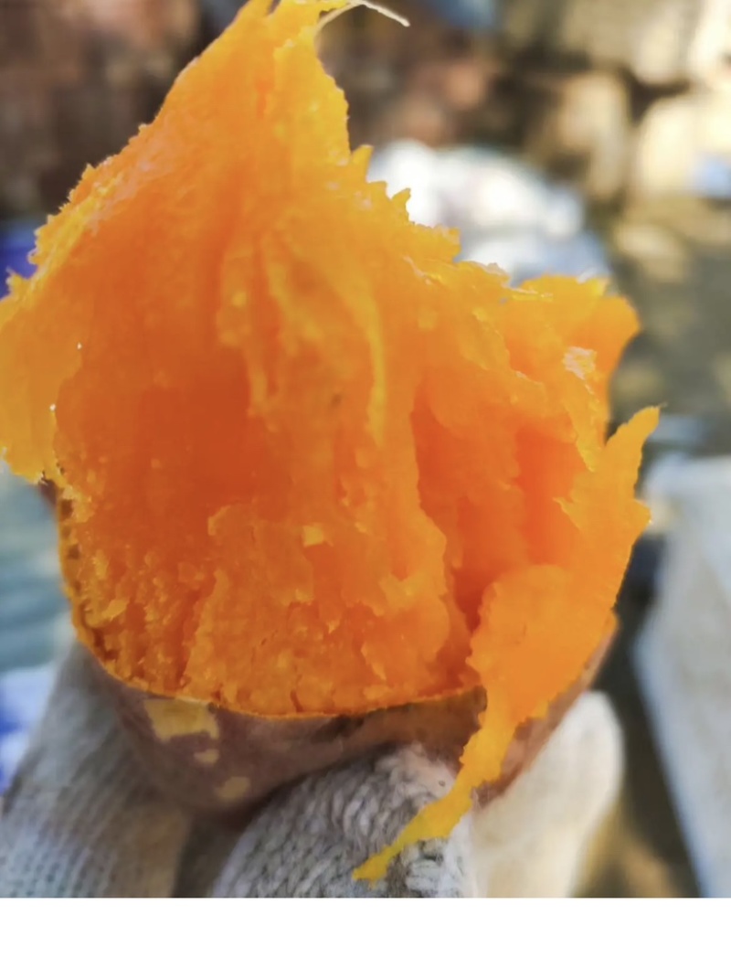 河北烟薯批发蜜薯产地一手货源全国发货规格齐全