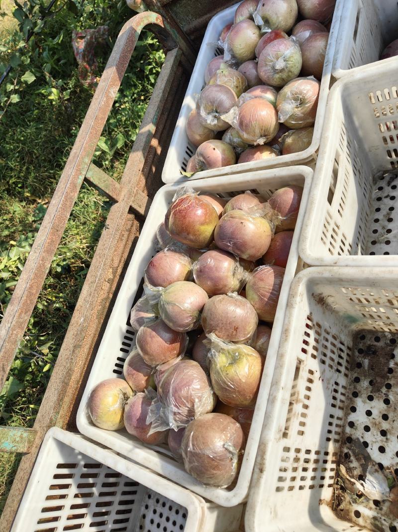 膜袋红富士苹果