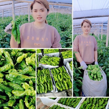 山东费县薄皮椒芜湖椒大量上市供应全国代收代发