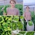 山东费县薄皮椒芜湖椒大量上市供应全国代收代发
