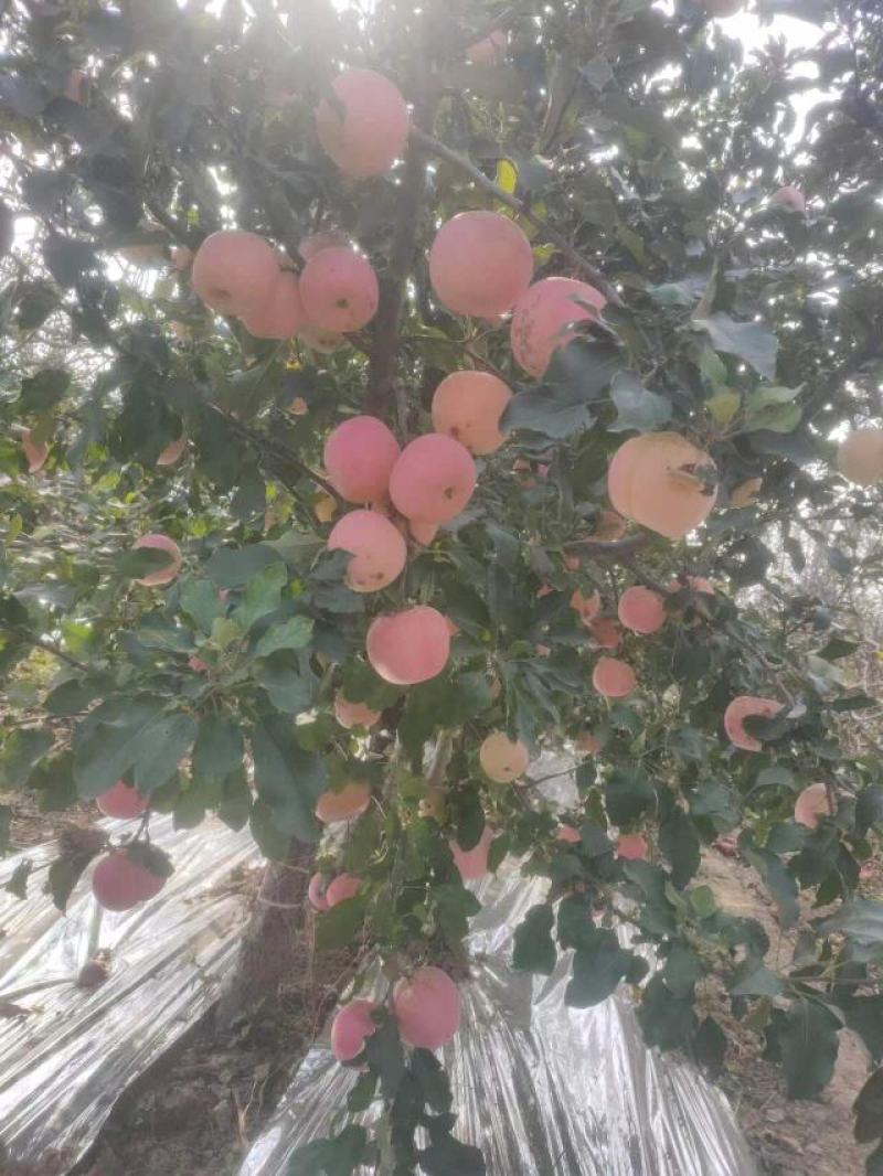 纸袋红富士苹果条纹片红都有