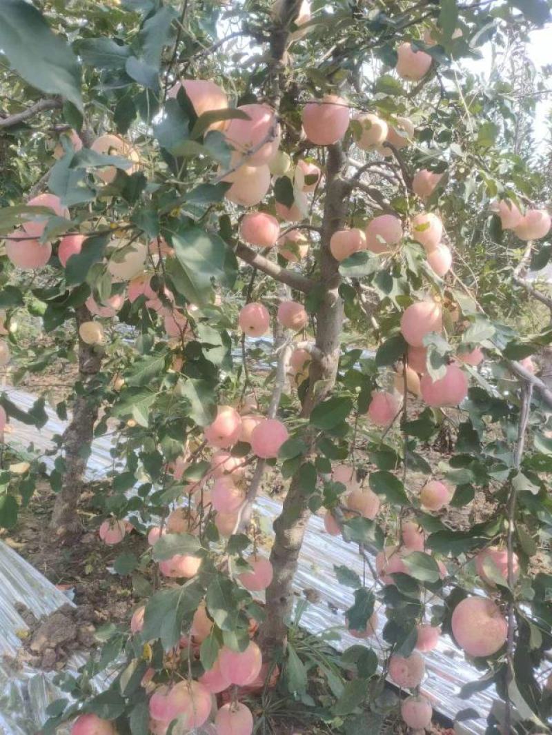 纸袋红富士苹果条纹片红都有
