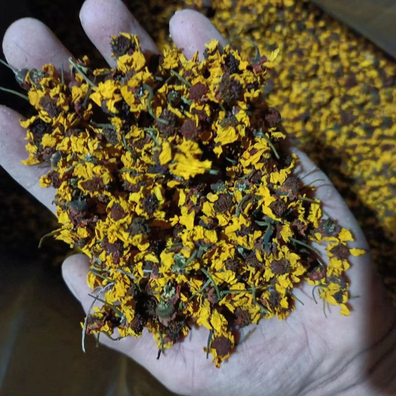 昆仑山雪菊