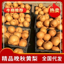 晚秋黄梨纸袋大量供应。一手货源。全国代发。诚信代办