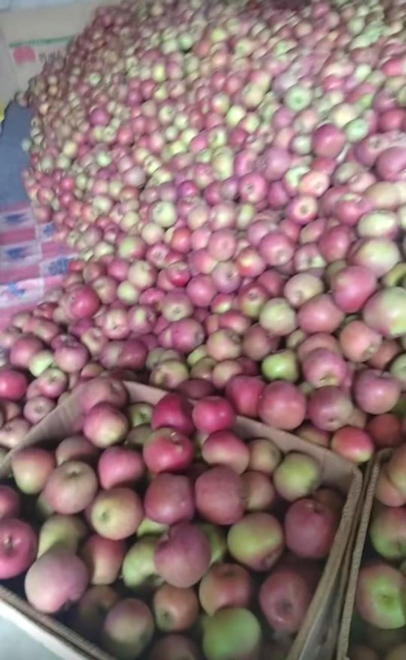 国光苹果大量有货便宜