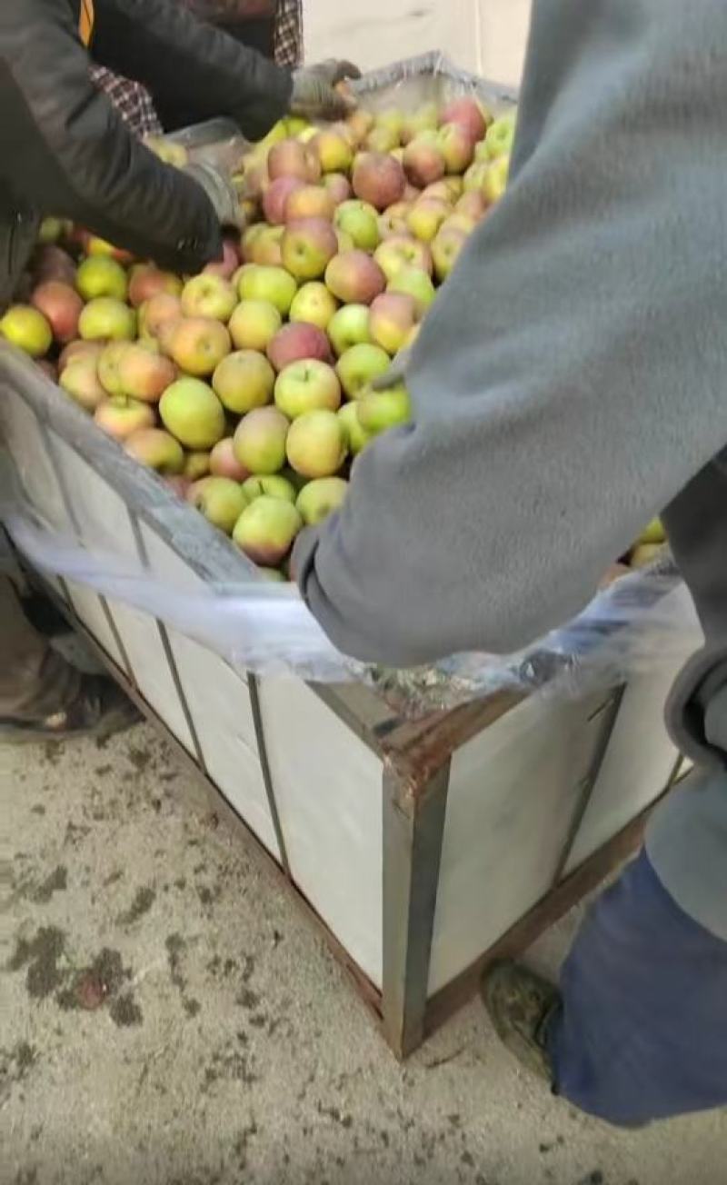 国光苹果大量有货便宜