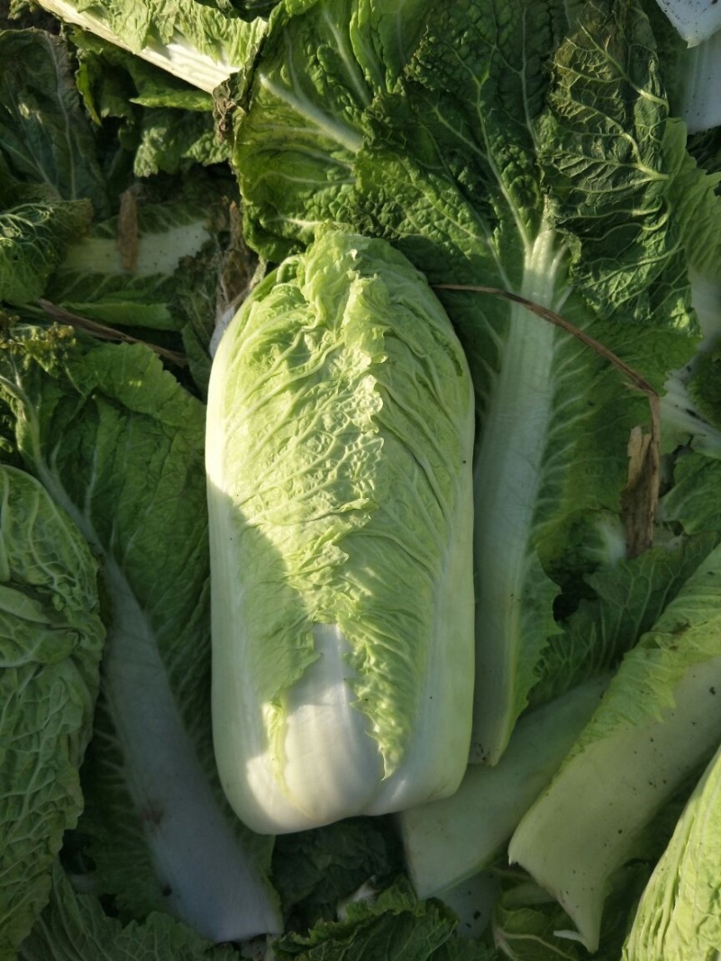 隆尧大白菜北京3号大量出货中货源稳定价格详谈有需致电看货