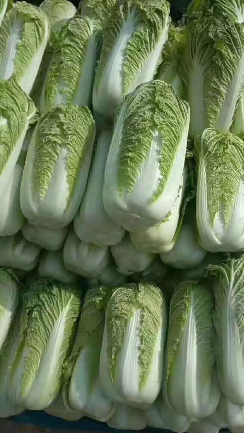 隆尧大白菜北京3号大量出货中货源稳定价格详谈有需致电看货