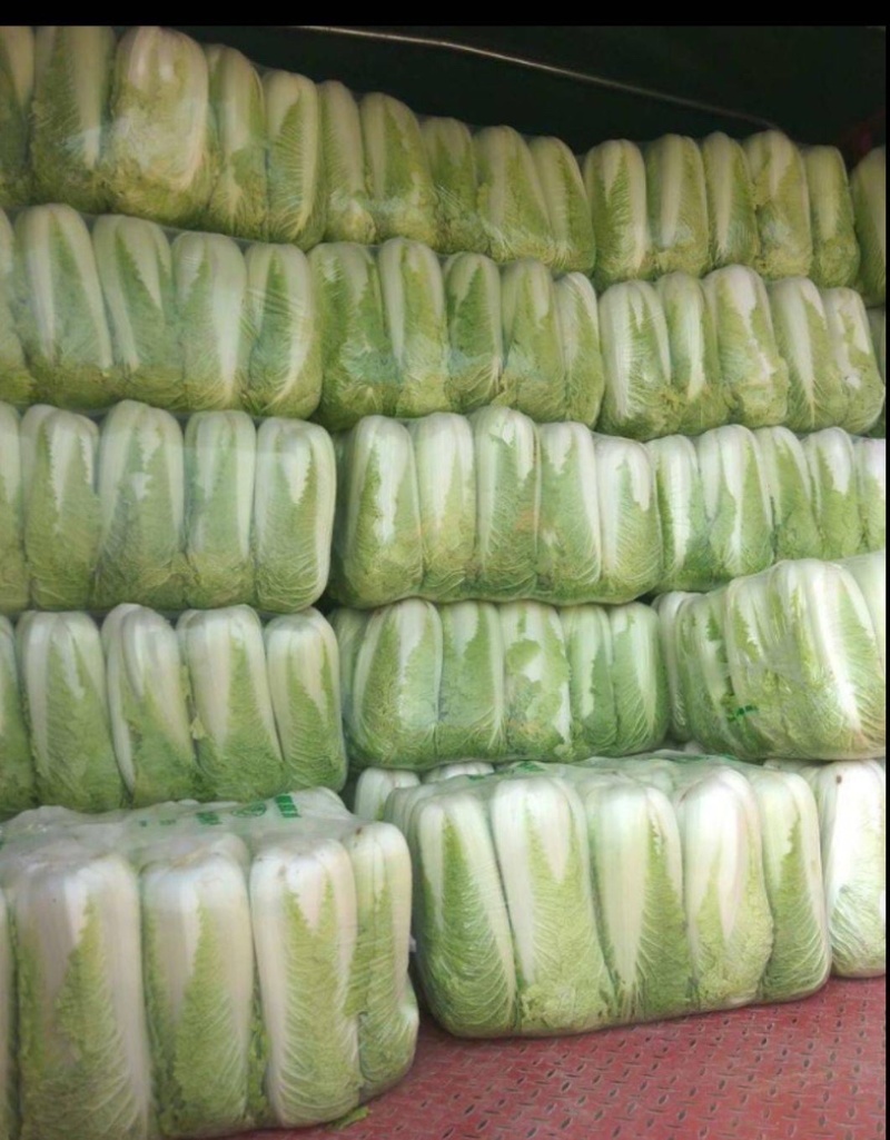 隆尧大白菜北京3号大量出货中货源稳定价格详谈有需致电看货
