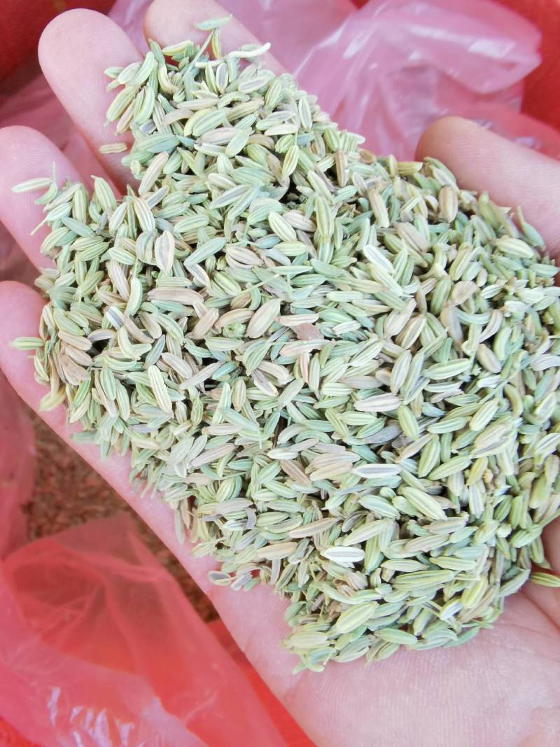大量麻子出售。