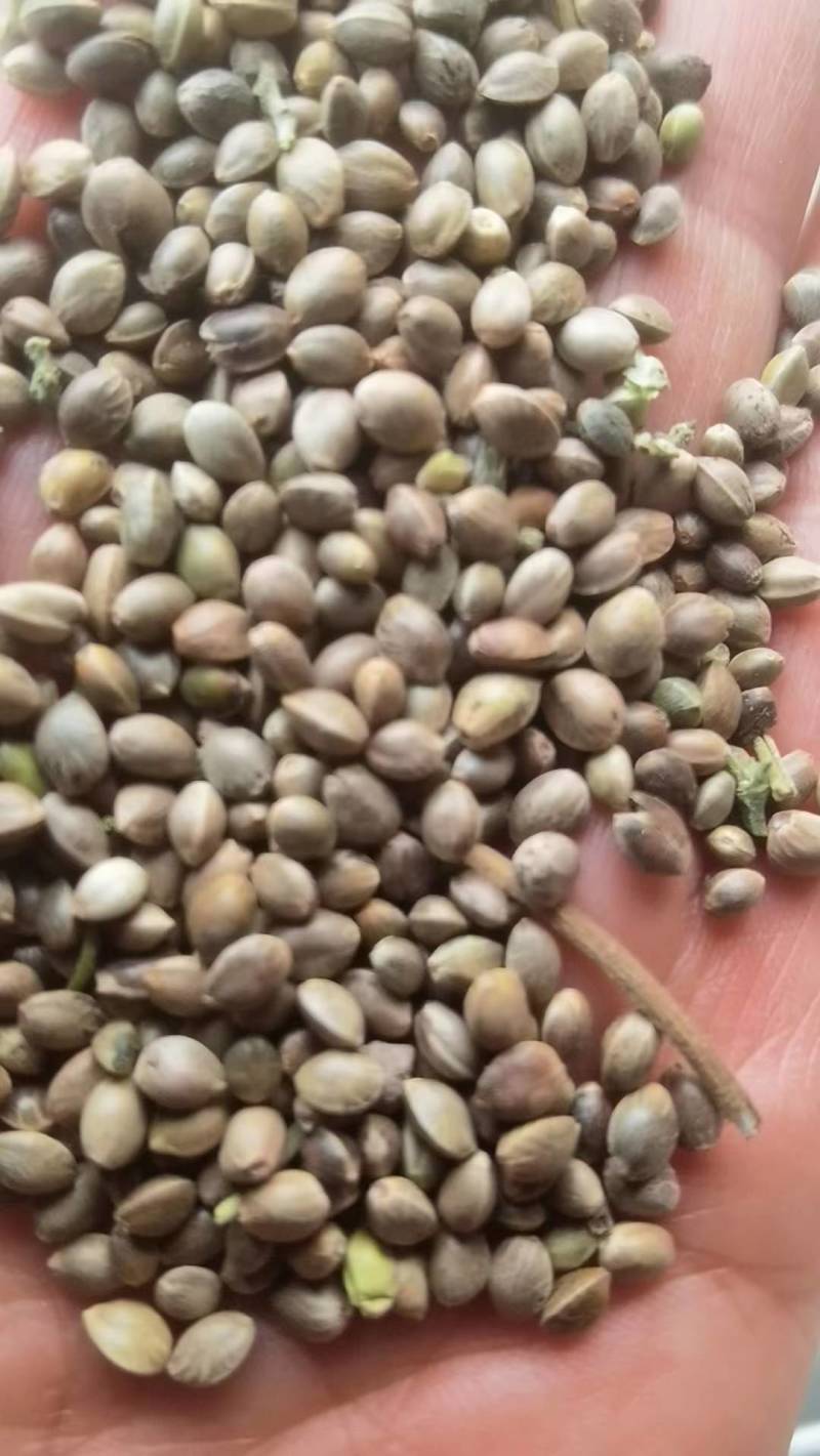 大量麻子出售。