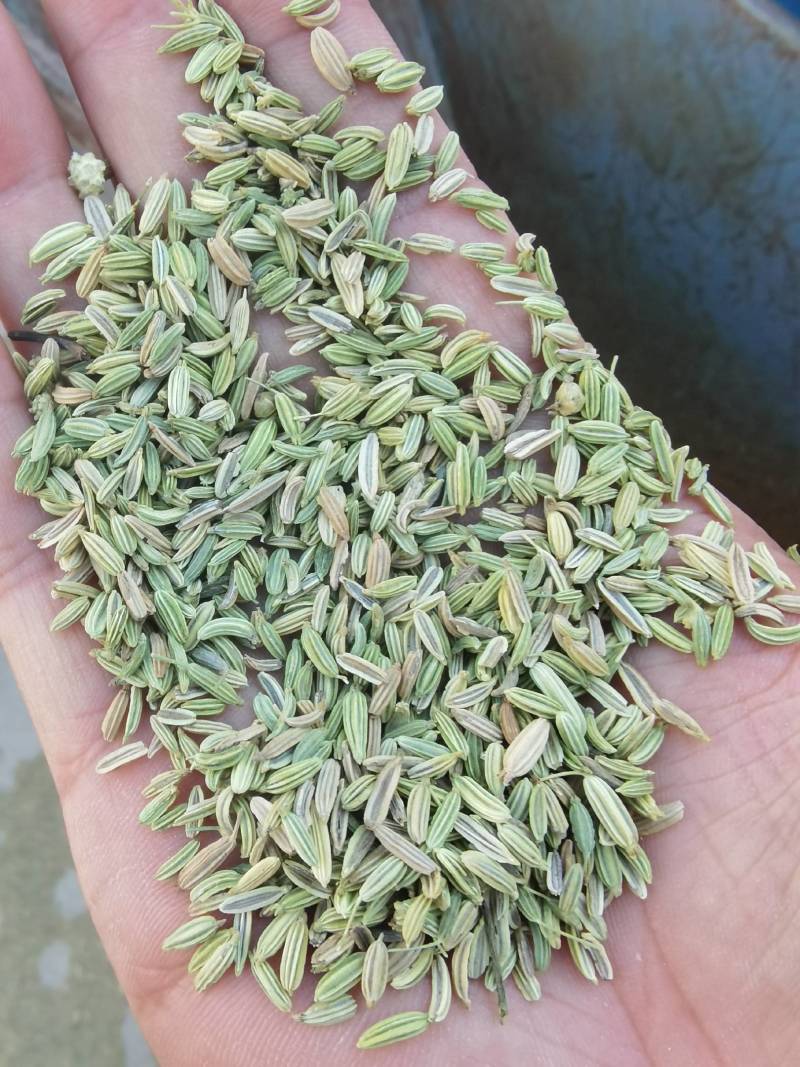大量麻子出售。