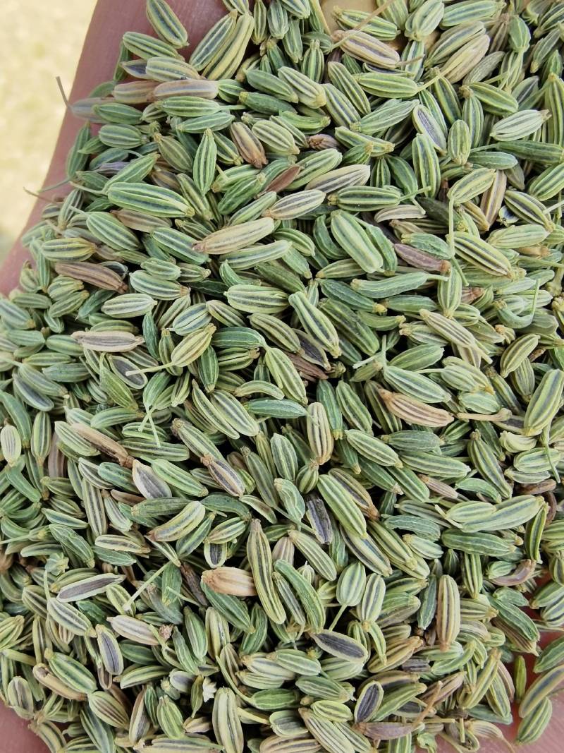 大量麻子出售。