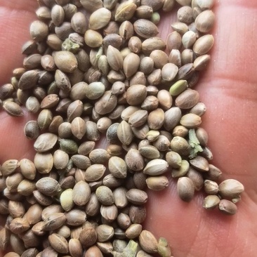 大量麻子出售。