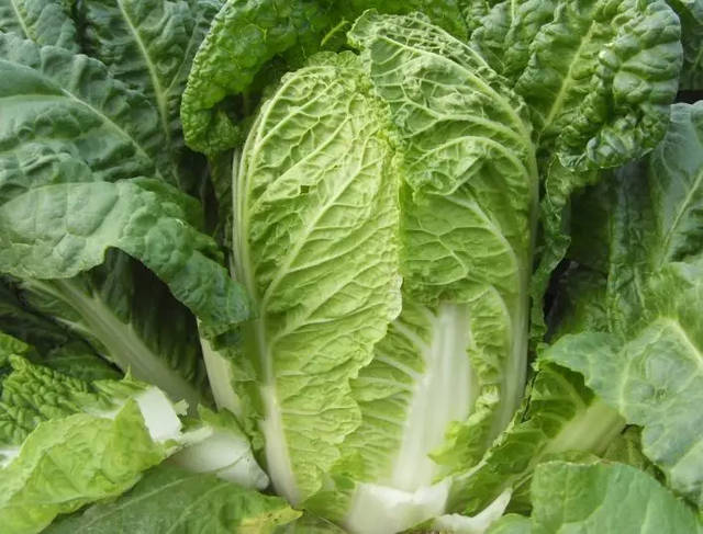 羽衣甘蓝新鲜采摘特写