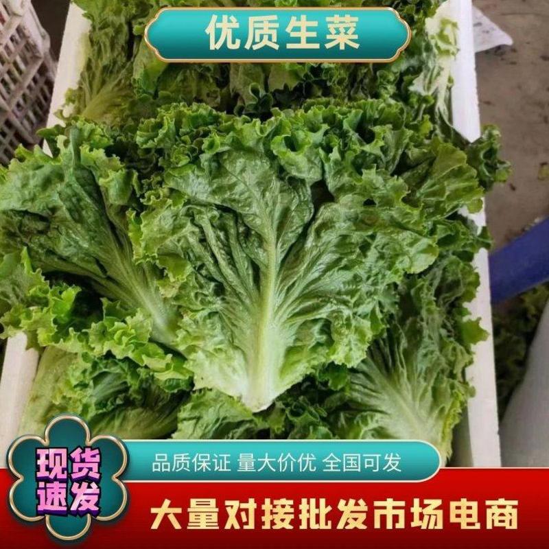 河北邯郸永年区意大利生菜大量供应保质保量对接全国市场量大