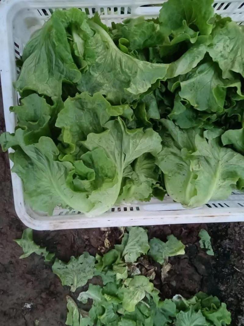 【大量批发】河北意大利生菜可发北京山东河南浙江江苏广西全