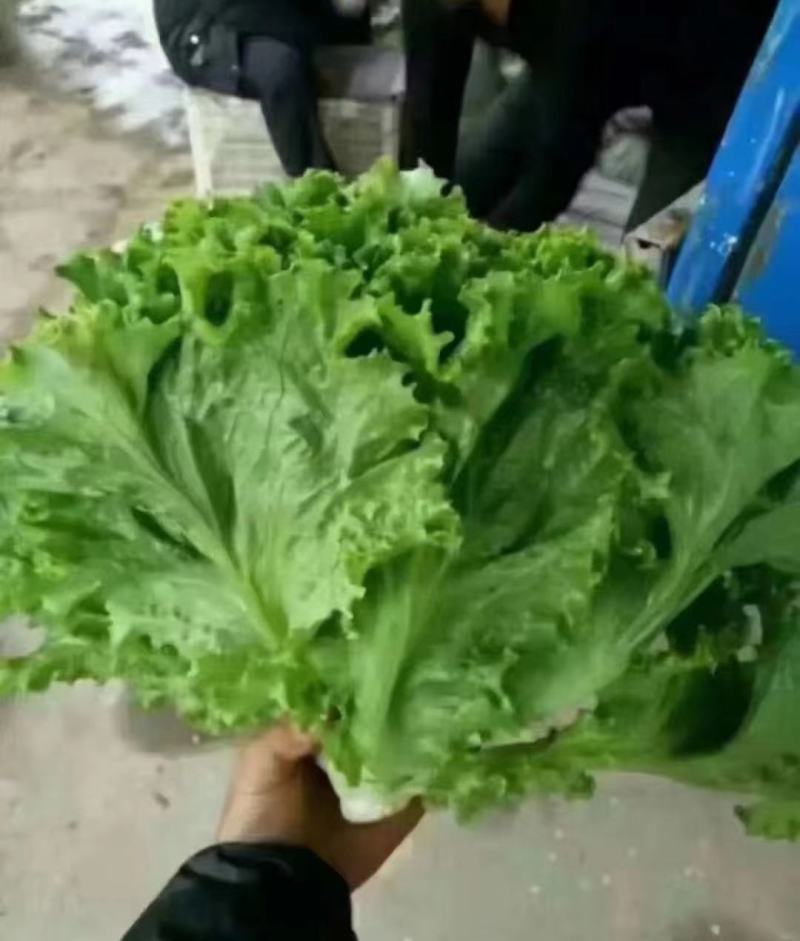 【大量批发】河北意大利生菜可发北京山东河南浙江江苏广西全