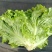 【大量批发】河北意大利生菜可发北京山东河南浙江江苏广西全