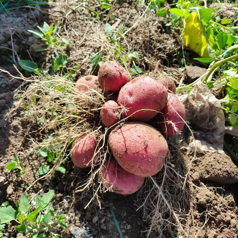 大量青九商品出货