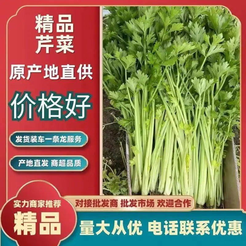 【芹菜】精品江苏香芹，产地直发，诚信经营，可对接电商超市