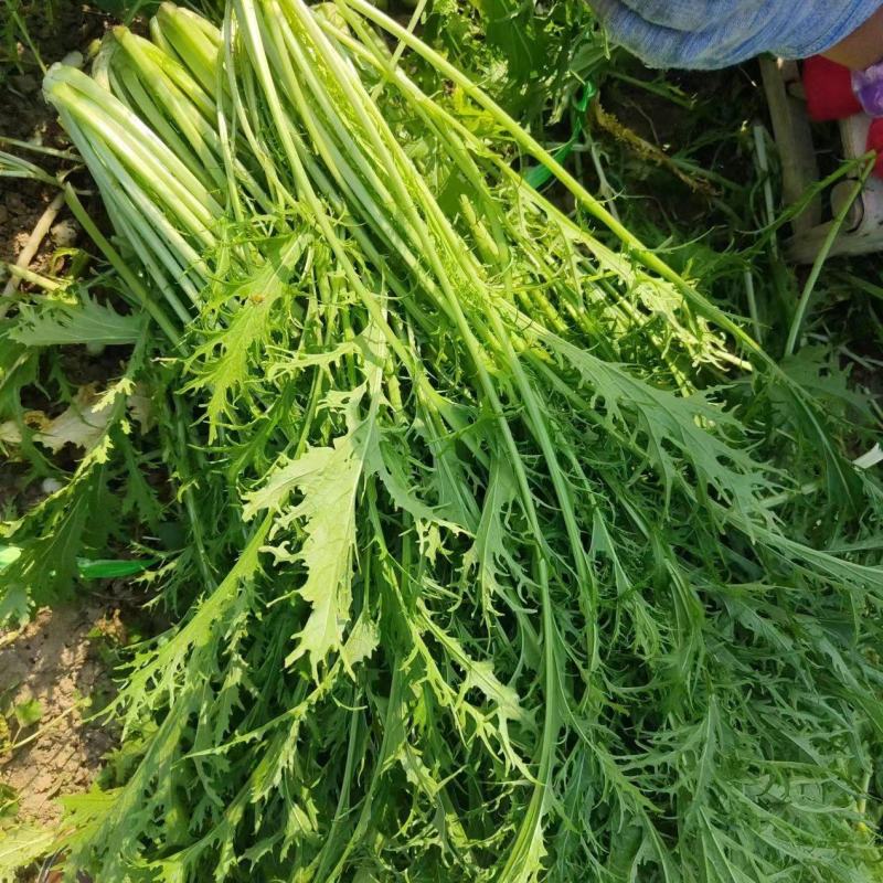雪里红市场，电商，工厂大量供应，物美价廉