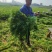 雪里红市场，电商，工厂大量供应，物美价廉